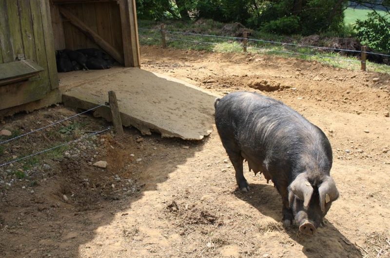 Porc gascon