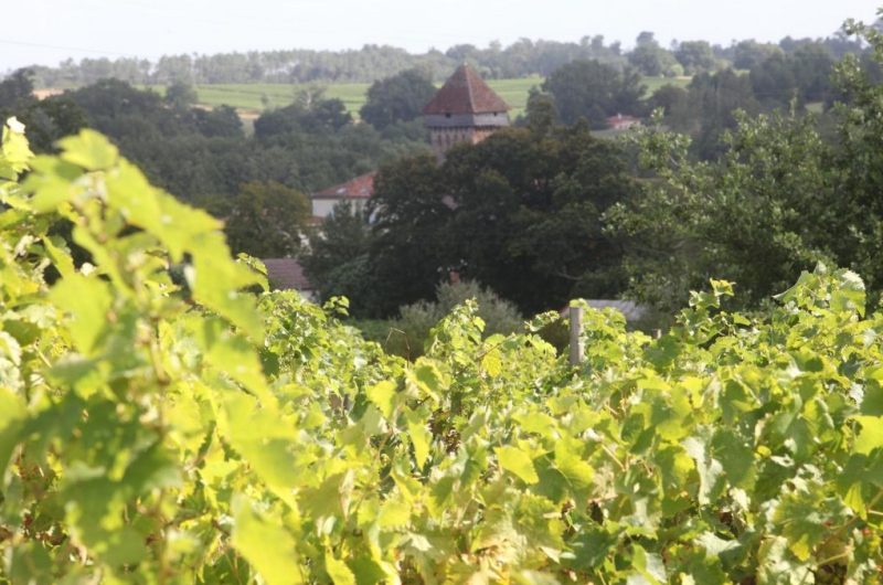 Producteur—Armagnac—Hontanx—Domaine-de-Lassaubatju–Vignoble-2