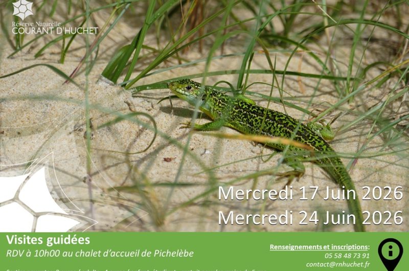 Reserve-huchet-Visites guidées-Juin2026_Molietsetmaa@OTILandesAtlantiqueSud