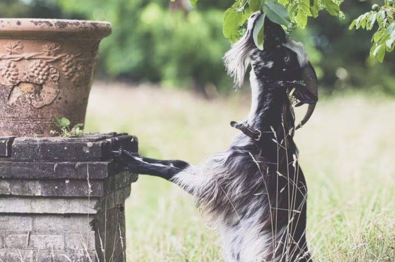 Rosemary et le noyer Maison Mirabelle Gamarde ©Baghi