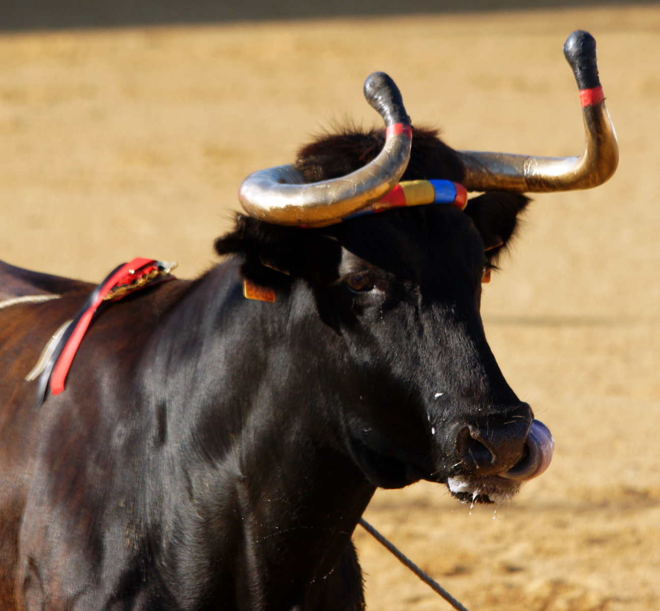 Vache Ibaneza n°2 – Copyright Céline LAFFARGUE