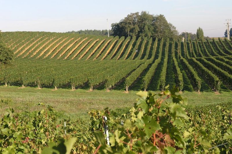 a2-Vignoble