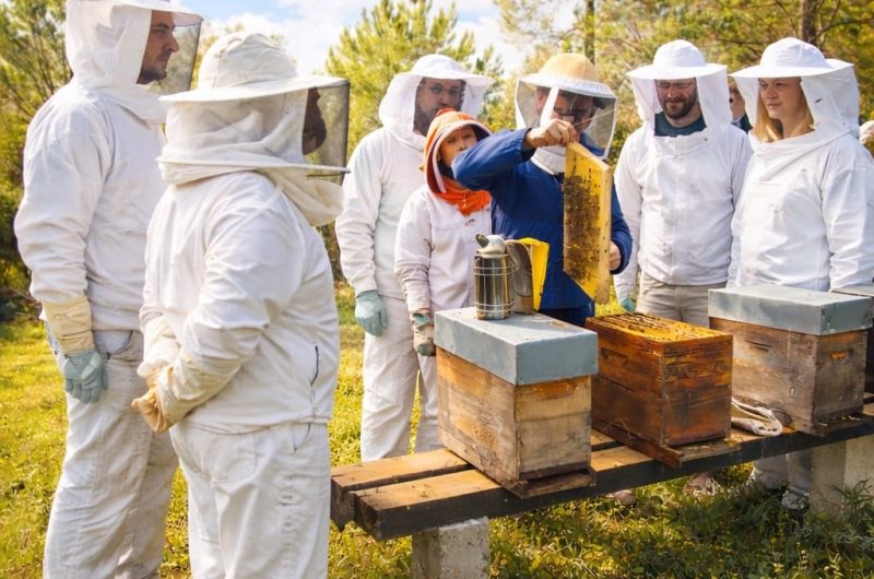 apis mellona pour seminaire (2)