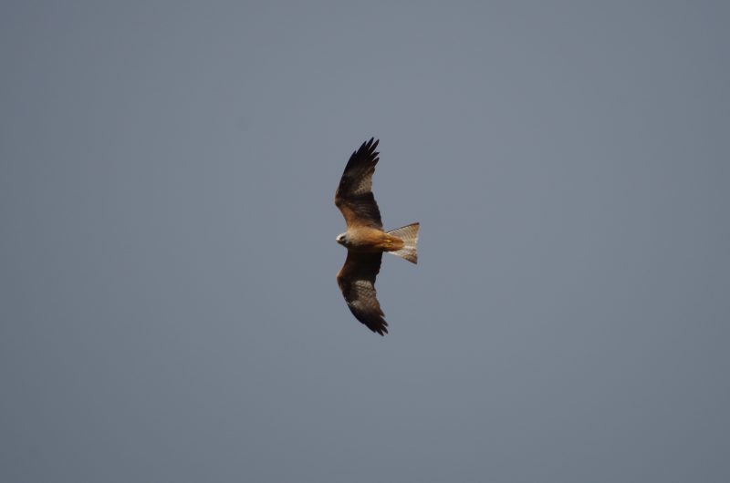 balade-nature-les-oiseaux-ete-©c.kwasniewski