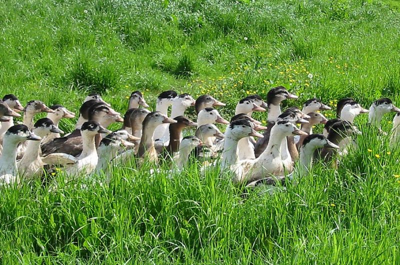 canard dans prairie