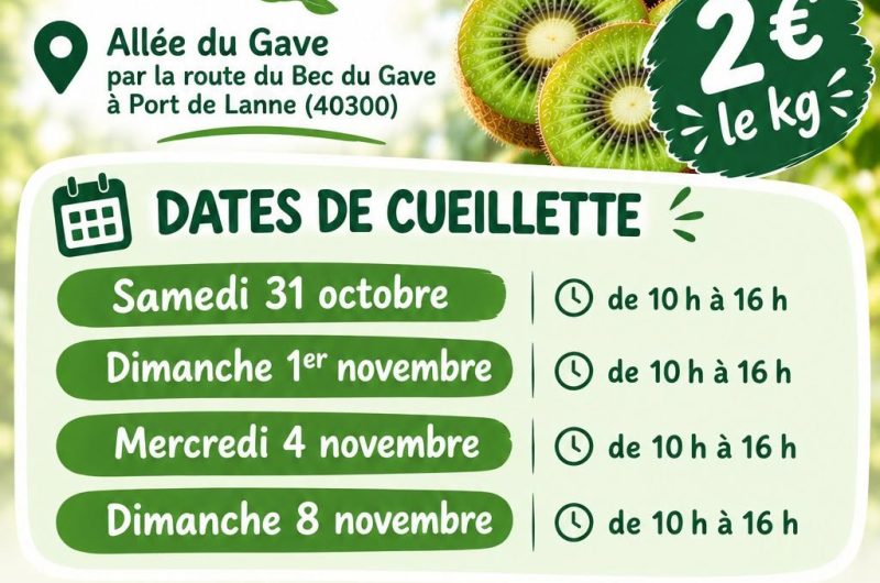 cueillette de kiwi