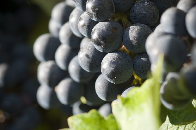 domaine du tastet jcp-7