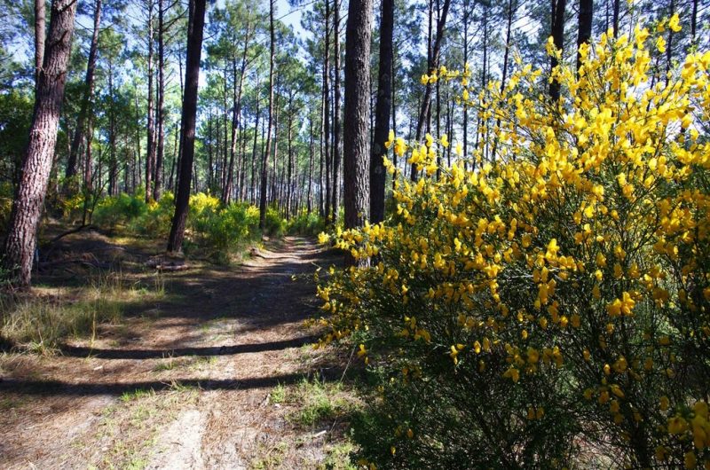 foret-bisca-pins-landes