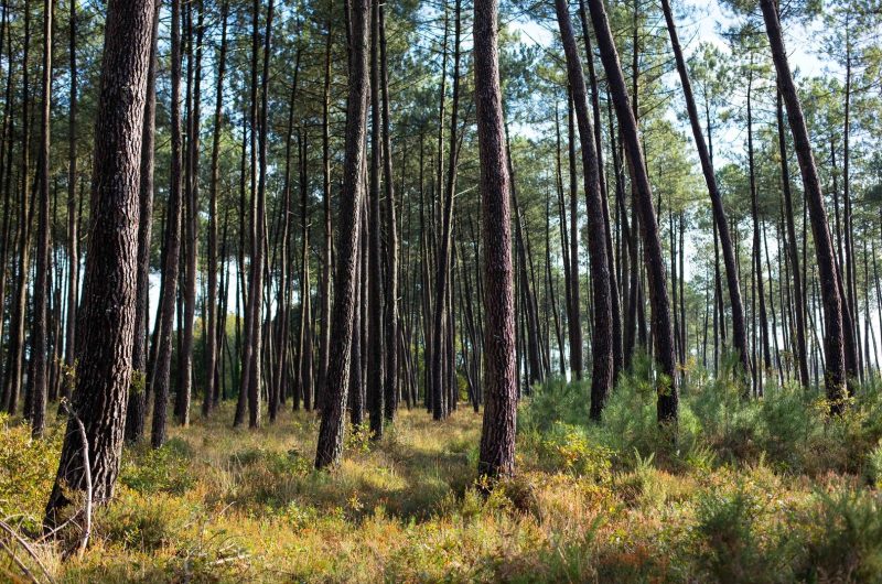 foret site