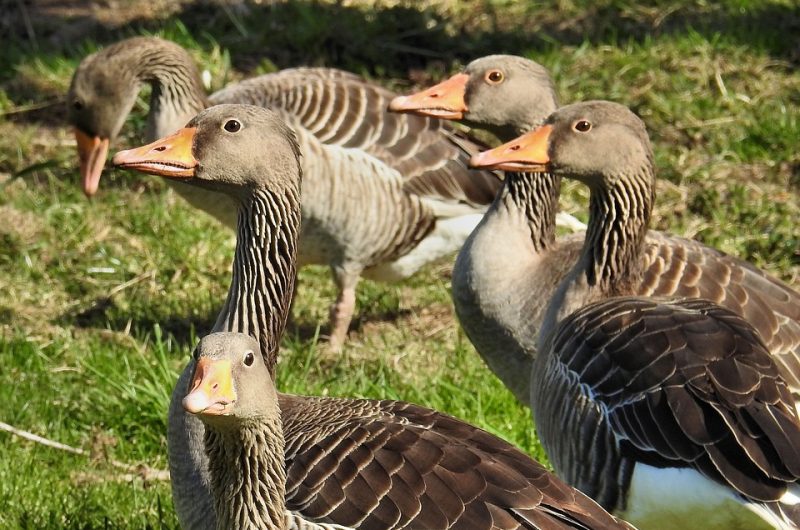 grey-geese-1310742-960-720
