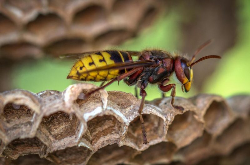 guepe-insecte-cpie-seignanx