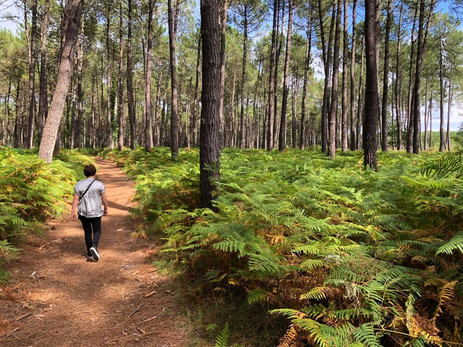 A Vieux-Boucau, sentier Lous Tucs