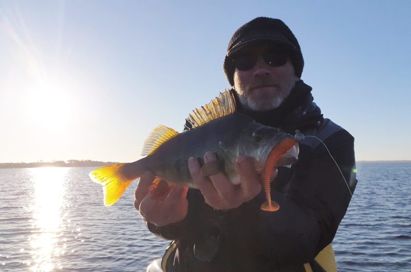 perch 37 sur swing fat 3.8 orange belly sanguinet 8 (2) ECLAIRCIE