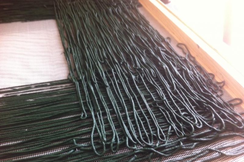 spiruline-1-2