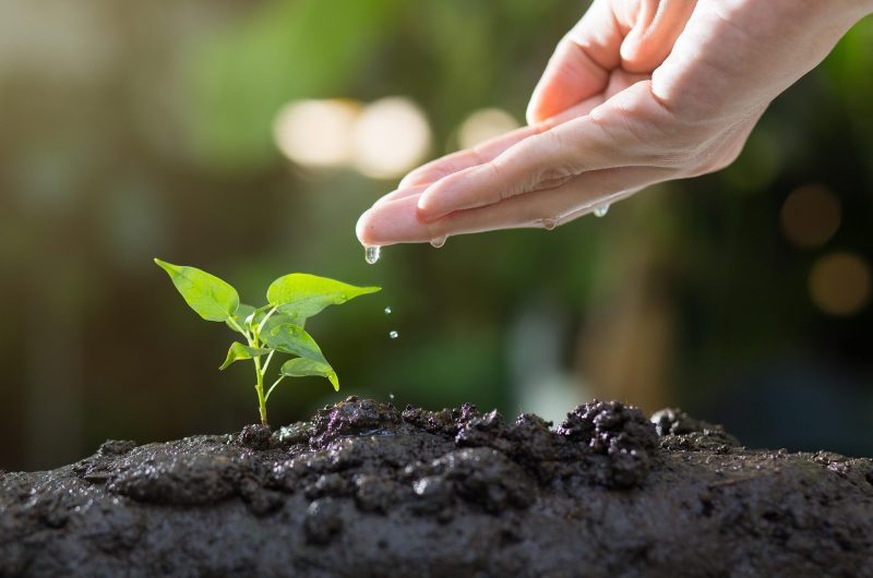 thophilong-soil-8080788-1920-2